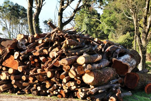 Trunks cut down waiting to be transported in a spanish forest in spring