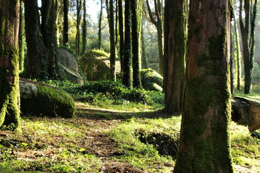 Beautiful leafy forest with colossal rock formations and majestic trees with soft sun rays in Sintra Mountains in Lisbon, Portugal