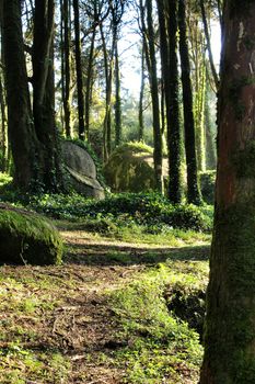 Beautiful leafy forest with colossal rock formations and majestic trees with soft sun rays in Sintra Mountains in Lisbon, Portugal