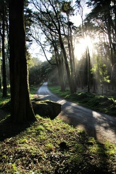 Road crossing leafy pine forest in Sintra Mountains in Lisbon, Portugal