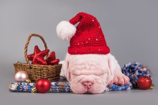 Funny American Bulldog puppy dog with santa claus hat is sleeping. Christmas or New Year background