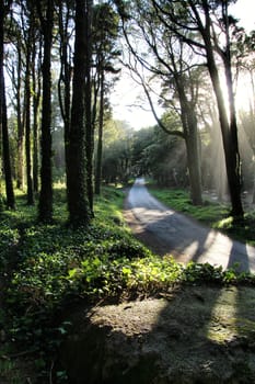 Road crossing leafy pine forest in Sintra Mountains in Lisbon, Portugal