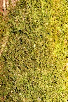 Colorful moss texture on a tree bark in a garden
