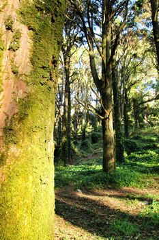 Beautiful leafy forest with colossal trees and soft sun rays in Sintra Mountains in Lisbon, Portugal