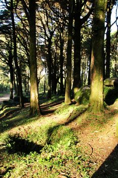 Beautiful leafy forest with colossal trees and soft sun rays in Sintra Mountains in Lisbon, Portugal