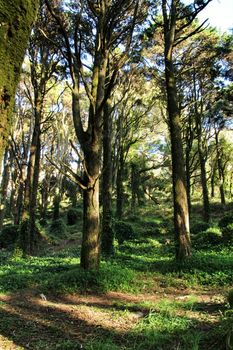 Beautiful leafy forest with colossal trees and soft sun rays in Sintra Mountains in Lisbon, Portugal