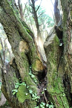 Beautiful leafy forest with colossal trees and soft sun rays in Sintra Mountains in Lisbon, Portugal