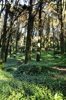 Beautiful leafy forest with colossal trees and soft sun rays in Sintra Mountains in Lisbon, Portugal