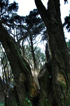 Beautiful leafy forest with colossal trees and soft sun rays in Sintra Mountains in Lisbon, Portugal