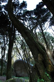 Beautiful leafy forest with colossal trees and soft sun rays in Sintra Mountains in Lisbon, Portugal