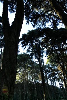 Beautiful leafy forest with colossal trees and soft sun rays in Sintra Mountains in Lisbon, Portugal