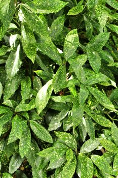 Aucuba japonica plant background in a garden