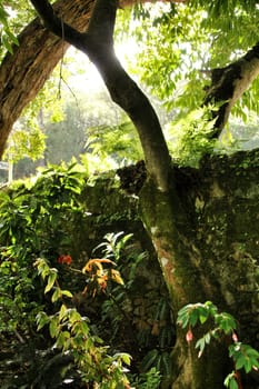 Leafy and green gardens with large trees in Sintra, Lisbon