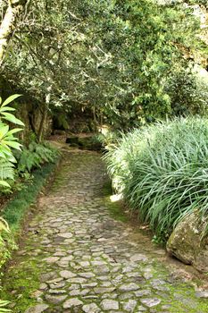 Path between with green vegetation in winter in Lisbon, Portugal