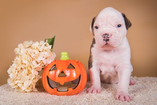 Funny American Bulldog puppy dog and orange little pumpkin, halloween card