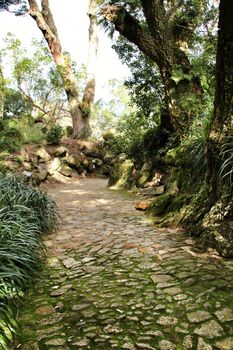 Path between with green vegetation in winter in Lisbon, Portugal