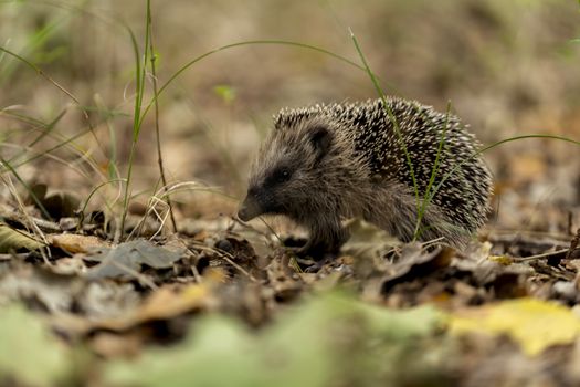 young hedgehog in the wild, in a forest in holland