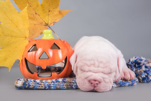Funny American Bulldog puppy dog is sleeping with orange little pumpkin, halloween card