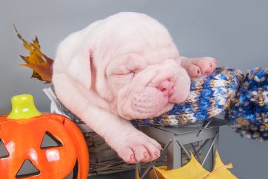 Funny American Bulldog puppy dog is sleeping with orange little pumpkin, halloween card