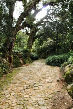 Path between with green vegetation in winter in Lisbon, Portugal