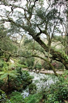 Leafy and green gardens with large trees in Sintra, Lisbon