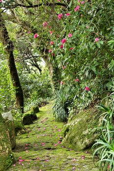 Leafy and green garden in Sintra, Lisbon