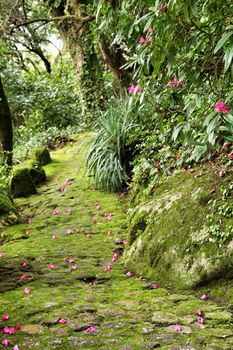 Path between with green vegetation in winter in Lisbon, Portugal