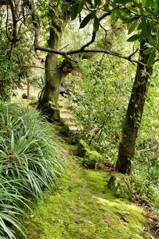 Leafy and green garden in Sintra, Lisbon