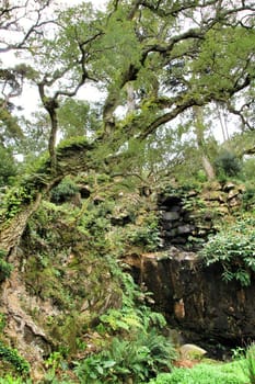 Leafy and green gardens with large trees in Sintra, Lisbon