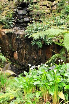 Leafy and green garden in Sintra, Lisbon