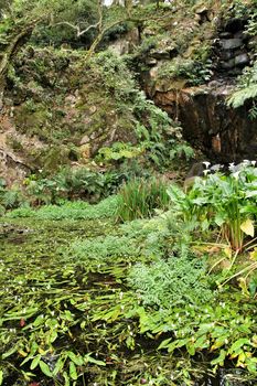 Leafy and green garden in Sintra, Lisbon