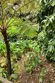 Beautiful leafy and green garden with big ferns in Sintra, Portugal