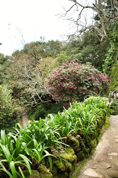 Leafy and green garden in Sintra, Lisbon