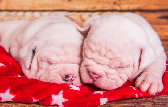 Two Funny American Bulldog puppies dogs are sleeping. Christmas or New Year background