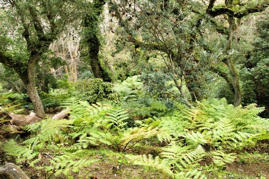 Beautiful leafy and green garden with big ferns in Sintra, Portugal