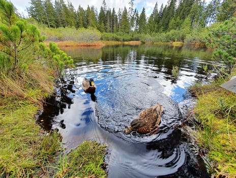 A closeup wide angle view of group of ducks in the water of Sumava National Park peat bog.