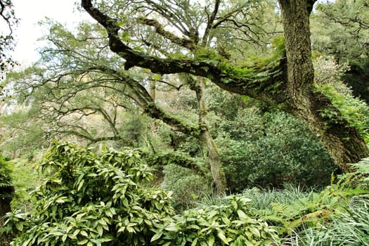 Leafy and green gardens with large trees in Sintra, Lisbon