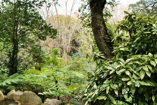 Beautiful leafy and green garden with big ferns in Sintra, Portugal