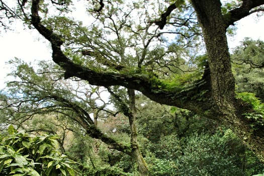 Leafy and green gardens with large trees in Sintra, Lisbon
