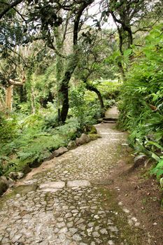 Path between with green vegetation in winter in Lisbon, Portugal