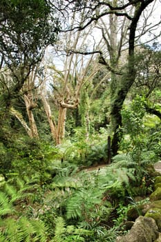 Leafy and green gardens with large trees in Sintra, Lisbon