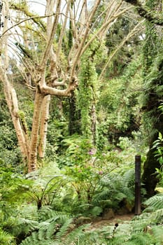 Leafy and green gardens with large trees in Sintra, Lisbon