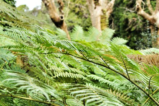 Beautiful leafy and green garden with big ferns in Sintra, Portugal