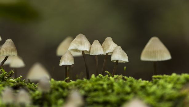 the fungus mycena arcangeliana in the forest in holland 