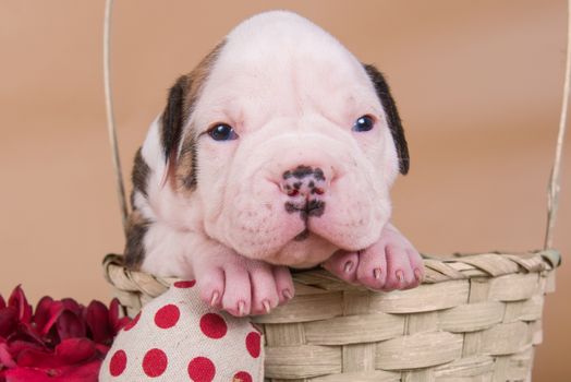 Funny small American Bulldog puppy dog is sitting in a wood basket with red heart on Valentine s Day.