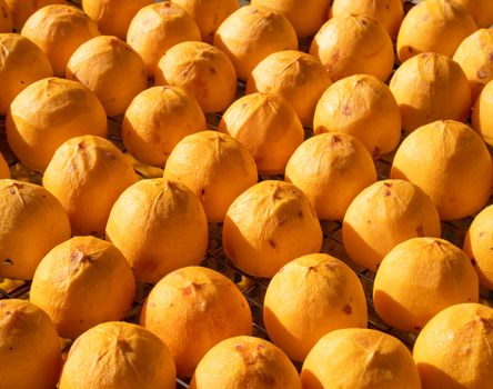 Making process of sun exposuring drying peeled dried persimmon in a sieve, autumn preserved food concept.