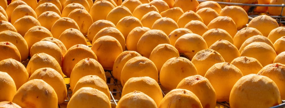 Making process of sun exposuring drying peeled dried persimmon in a sieve, autumn preserved food concept.