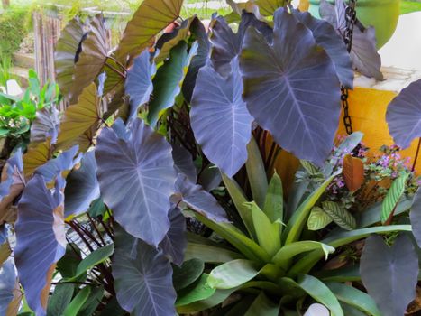 Colocasia esculenta with intense purple and bromeliad foliage in the garden on a sunny day.