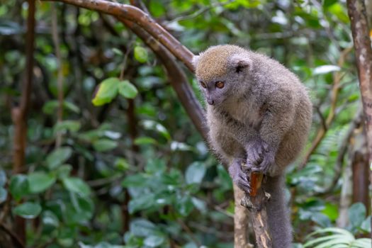 The Funny bamboo lemurs on a tree branch watch the visitors