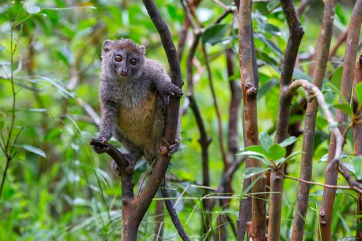 The Funny bamboo lemurs on a tree branch watch the visitors